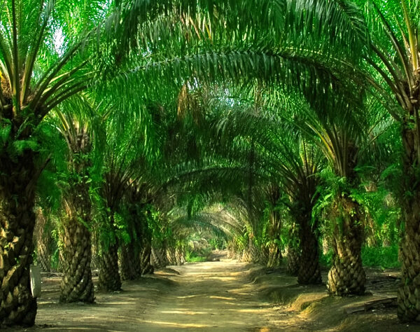 Eficiencia Energética en el Sector Palmicultor